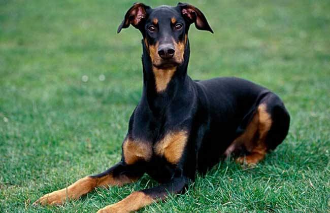 世界犬种智商排行 泰迪居然比金毛聪明