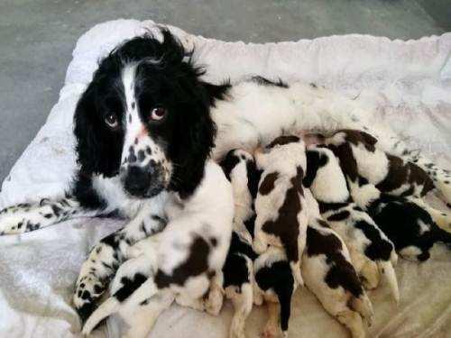 跟史宾格犬很像的犬种,这几种外行还真分不清