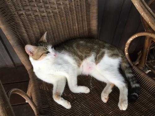 猫呕吐是什么原因，这些原因都会导致呕吐