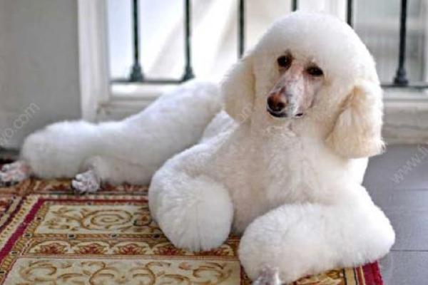 贵宾犬是大型犬吗?它们也是分了好几种的