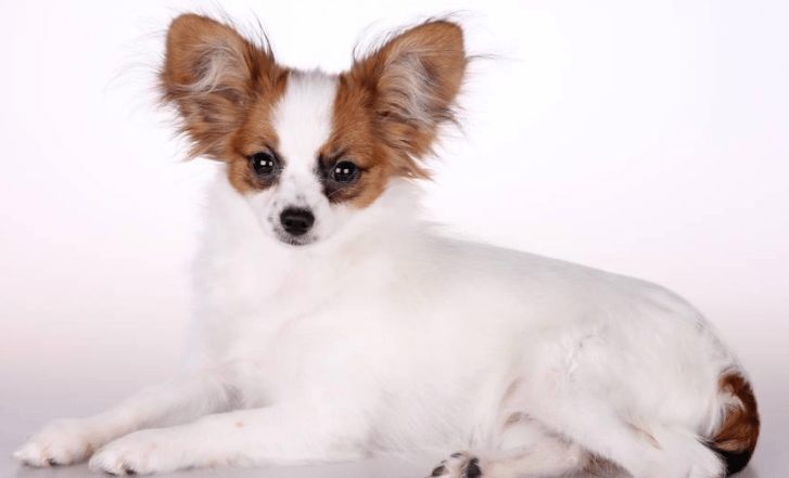 怎样训练蝴蝶犬？别错过最佳时期