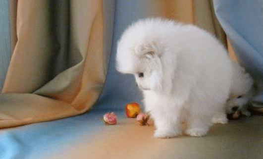 博美狗上吐下泻怎么办?首先就得找到原因