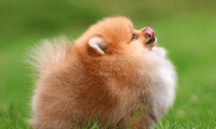 博美犬爱叫怎么训练？做好这几个方面的工作