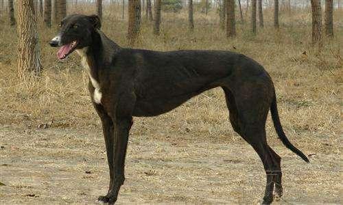 格力犬外八怎么办？搞清楚原因这样来矫正