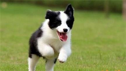 边境牧羊犬换毛要多久
