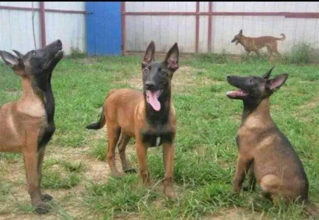 马犬不吃东西怎么办?观察分析几天找到原因