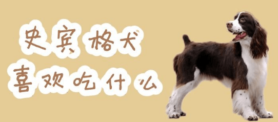 史宾格犬喜欢吃什么,注意这些让它食不合嘴