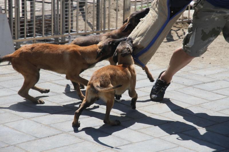 马犬训练方法,这些方法一定要坚持下去