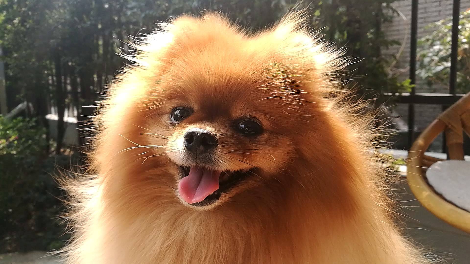 狗死了怎么处理,三种方法供你选择