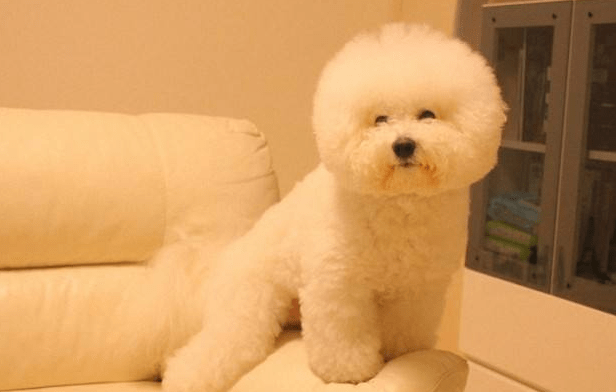 比熊犬一天喂多少,这些禁忌你不得不看