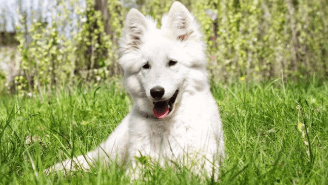 白色牧羊犬多少钱一只，纯纯的颜色代表着高贵