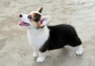 如何挑选柯基幼犬? 学会这些技巧超实用