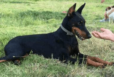 杜宾犬立耳要多长时间？慢工出细活就是这样