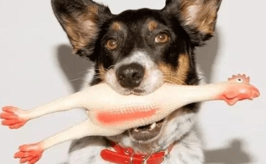 狗狗爱听的音乐,你会看到它们翩翩起舞