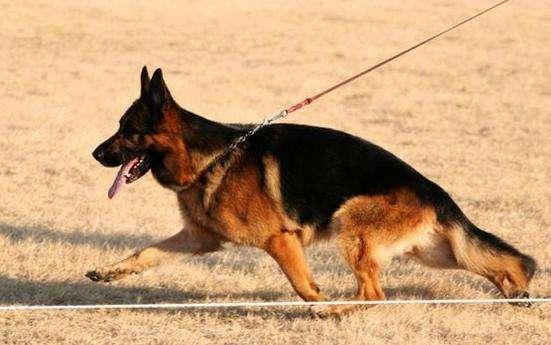 德国牧羊犬的缺点，养之前先看清楚这些