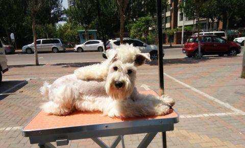 白色雪纳瑞多少钱一只?看清楚看明白再入手