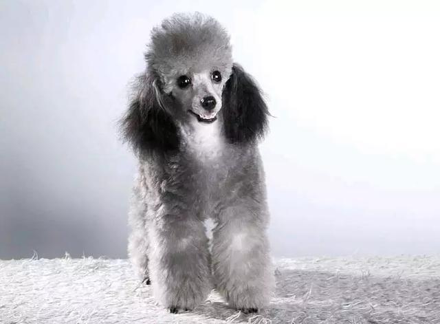 贵宾犬吃饭可以吗