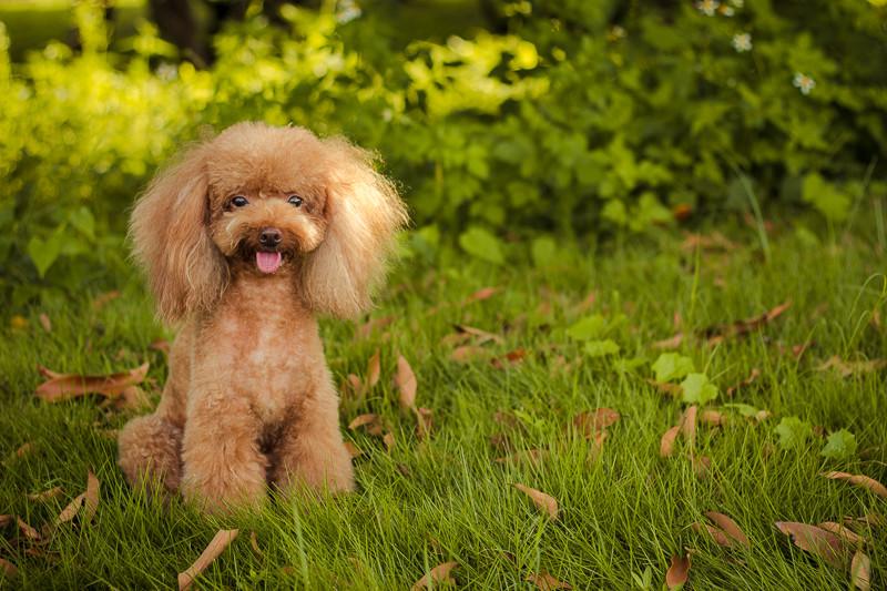 贵宾犬尿频是怀孕吗?不排除这些可能
