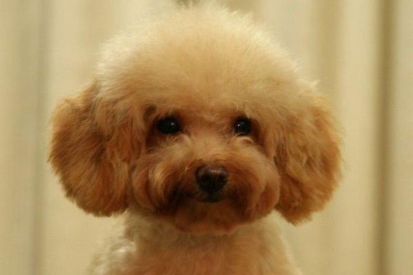 贵宾犬和泰迪有区别吗?有些常识问题要了解清楚