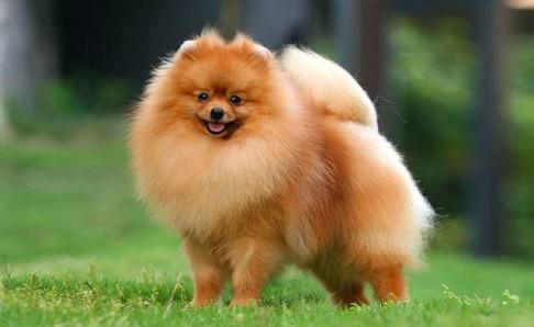 为什么说博美不好养?都是这些原因导致的