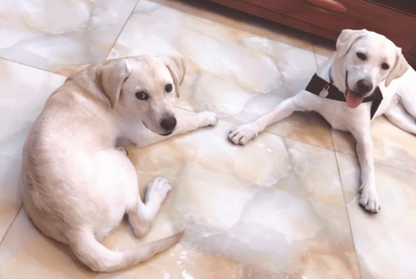 拉布拉多喂什么好？这些食物放心吃