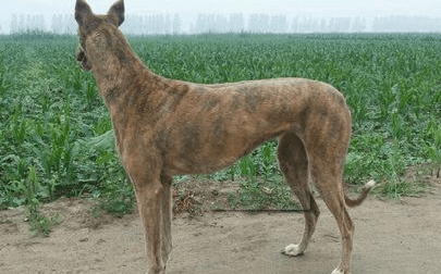 格力犬吃什么?新手须知的饮食知识