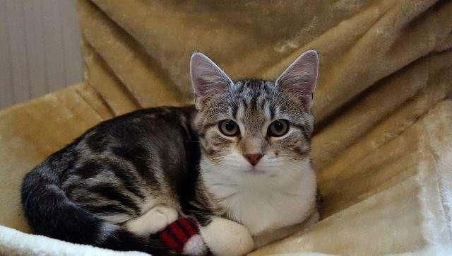 猫咪驱虫多久一次,一般建议是这样来的