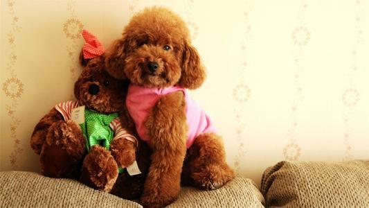 贵宾犬咬人吗?这篇文章可以消除你的疑惑