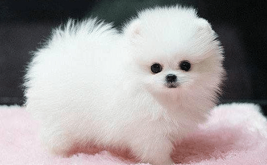 博美犬吃什么好,看完本文轻松养好它