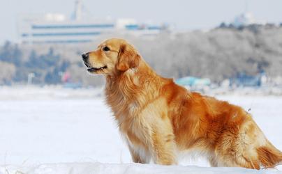 金毛是猎犬吗？它的全名就能说明一切