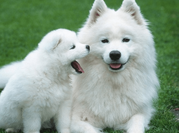 什么人适合养萨摩耶?来看看你是否达标