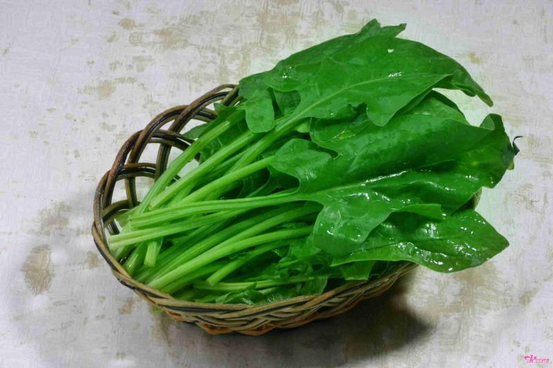 狗狗能吃什么蔬菜，能吃的蔬菜太多了