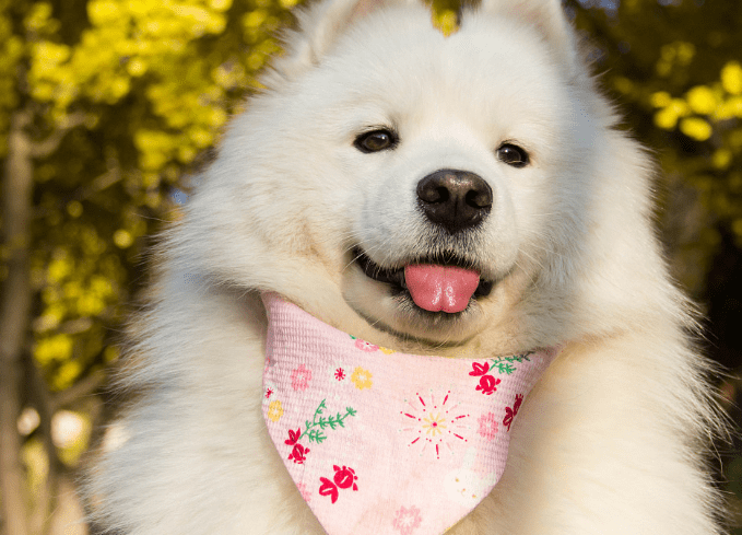 什么人适合养萨摩耶?来看看你是否达标