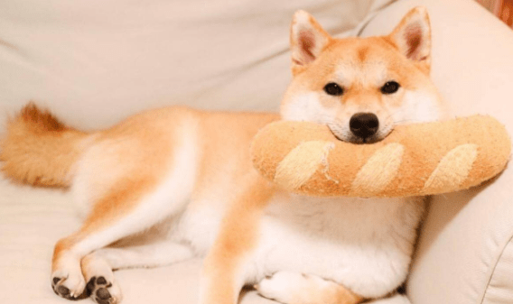 柴犬喜欢吃什么?这些不仅好吃还健康