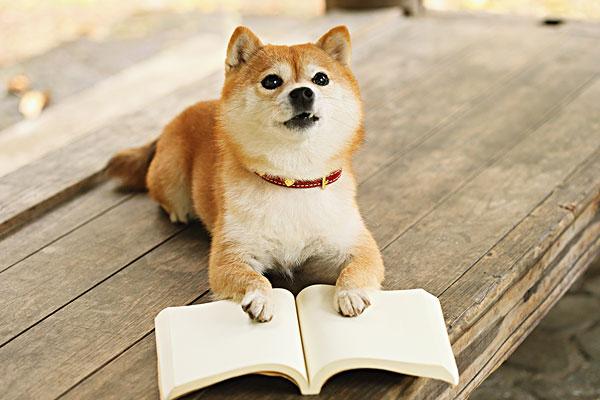 柴犬有几种颜色?常见的就是黄色
