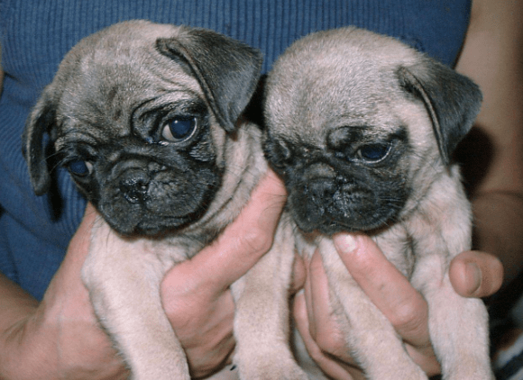 巴哥犬怎么看品相?这几点气质很重要