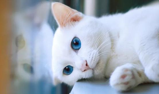 猫虱子怎么去除
