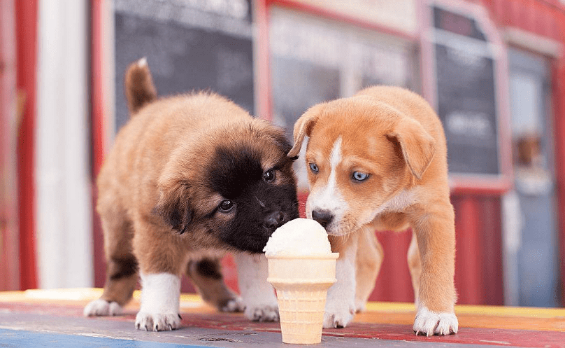 小狗吃多了怎么办 五大绝招完美解决