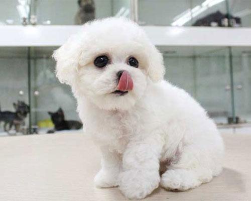 比熊幼犬吃什么?比熊的饮食详解