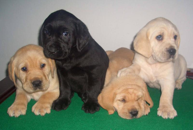 怎么辨别拉布拉多?看这几点最为明显