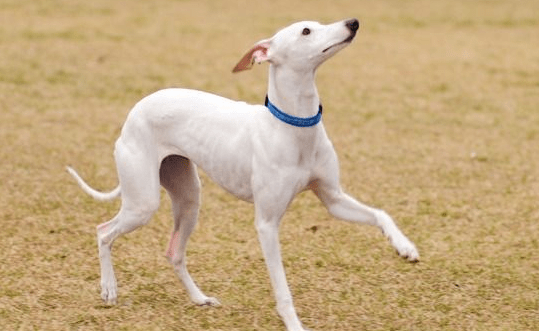 惠比特犬如何训练，这些妙招你要须知