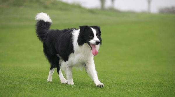 边境牧羊犬战斗力如何?直观的来说下