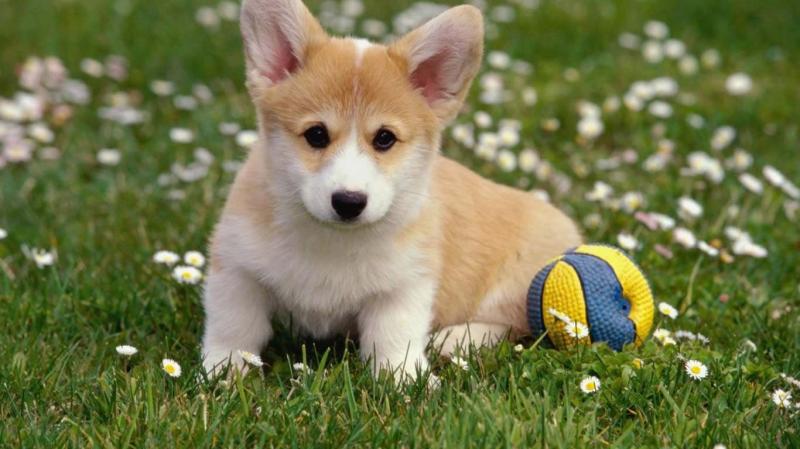 贵宾犬跟柯基犬哪个好?只能说各有各的好