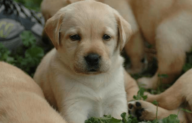 贵宾犬和拉布拉多哪个好养?综合来比一比