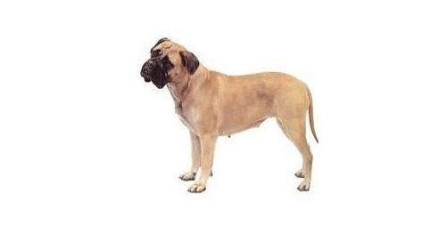 马士提夫犬会咬人吗?是福是祸一起来探索