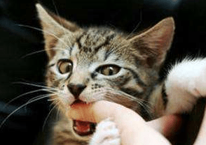 小猫咬人怎么办,猫奴宠主们如何解决