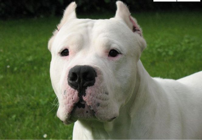 杜高犬十个不养的理由，这样的杜高你还敢养吗