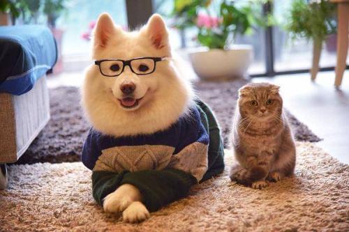 养宠物对健康有益，这些知识了解一下