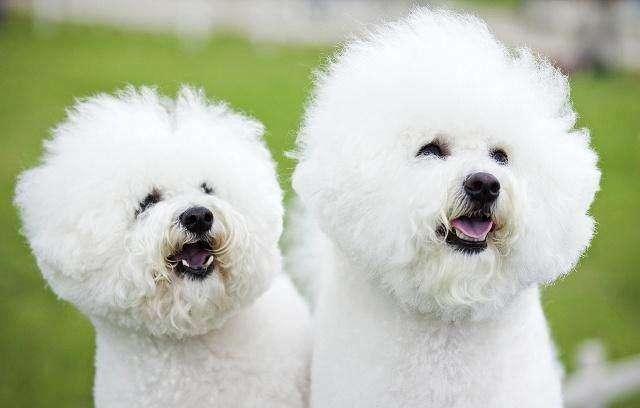 狗狗口臭怎么办？分析下产生的原因