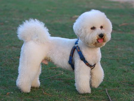 比熊犬成年多少斤？ 体重要和颜值相配哦